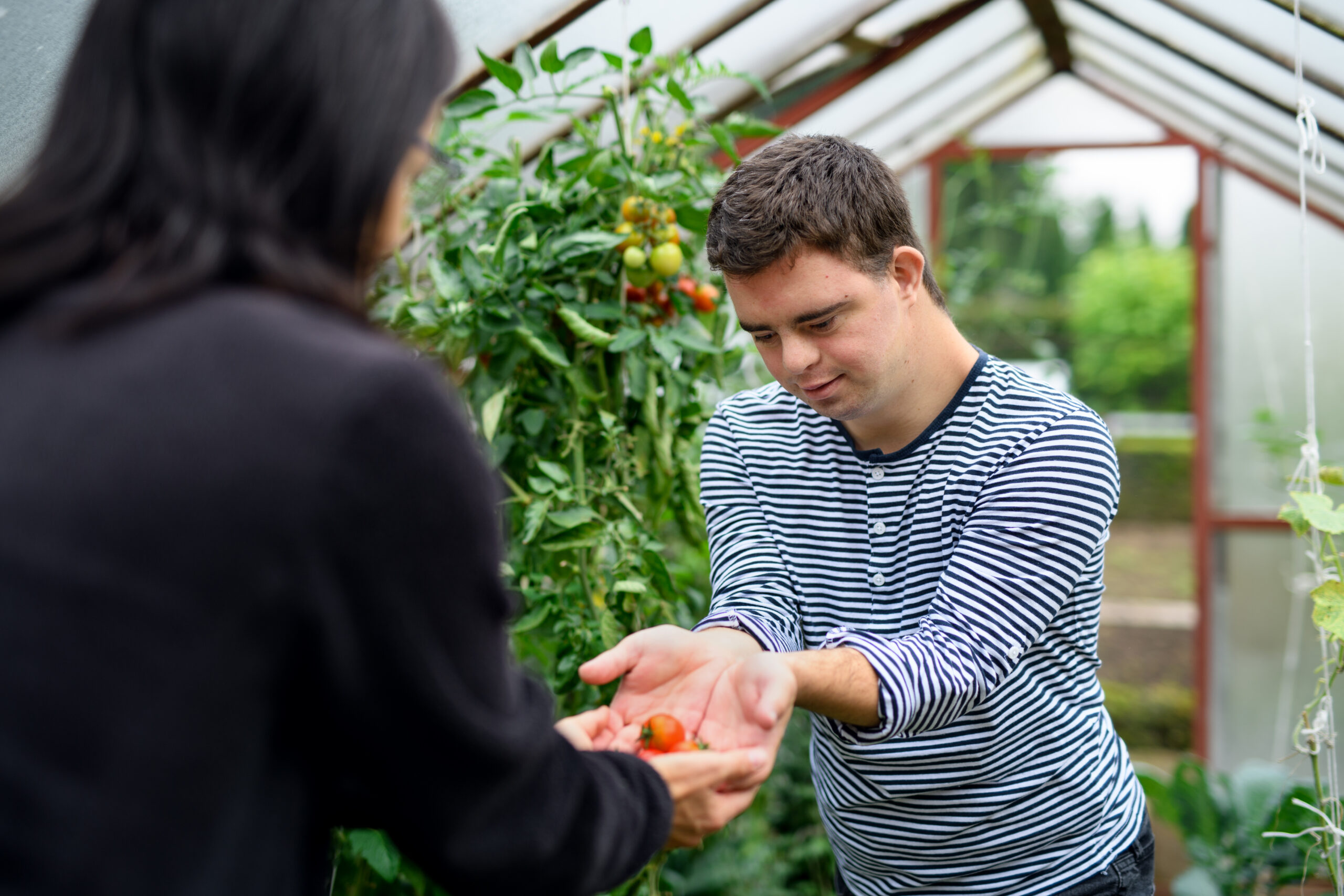 Individual picking tomatoes and asking how to treat an intellectual disability