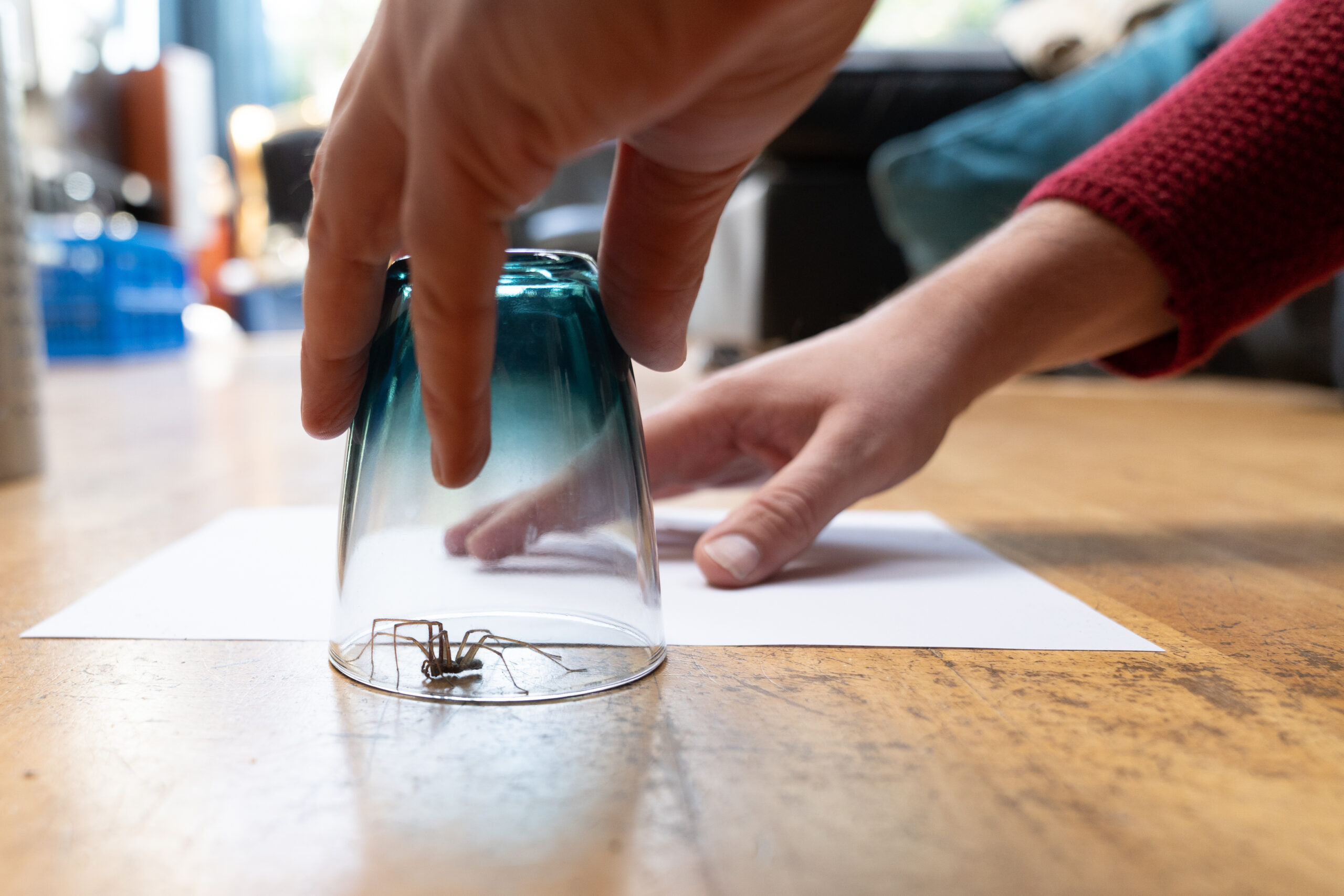 A Caught big dark common house spider under a drinking glass on a smooth wooden floor seen from ground level in a living room in a residential home with two male hands